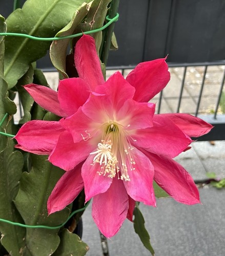 Epiphyllum circus - „circus, circus“