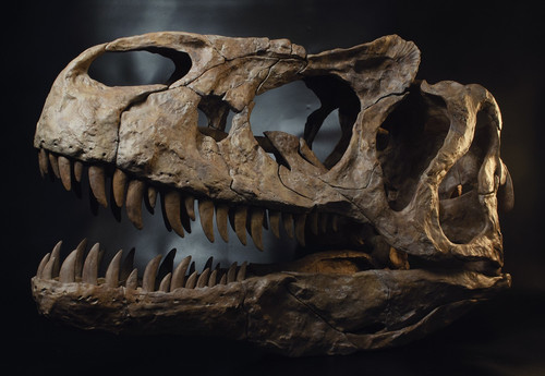 Lebensgroßer allosaurus - lebensgroßer,
