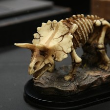 Dinosaurier Skelett Harz