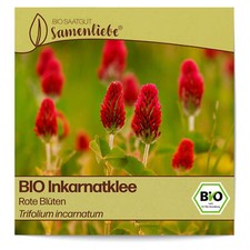 BIO Inkarnatklee Samen Sorte