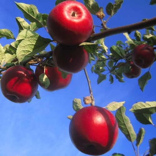 Apfelbaum roter jonathan - roter,