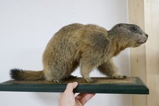 Altes schönes Tierpräparat