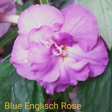 Achimenes (Schiefteller) - Blue English Rose, Delir, BriD's Anouk, - Miss Pinky 