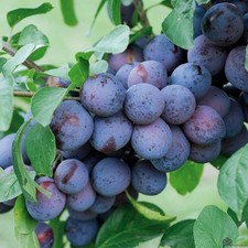 Wangenheims Frühzwetsche