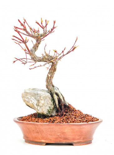 Bonsai fächerahorn acer - bonsai,