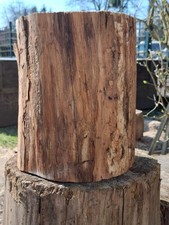 DEKO massiver Baumstamm