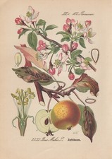 Apfelbaum Kulturapfel (Malus