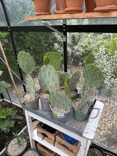 Opuntia engelmannii