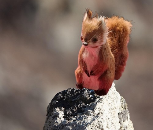 Miniatur eichhörnchen - miniatur,