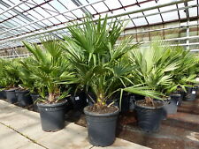 Palme "Vulcano" 70 cm Zwergpalme Chamaerops Humilis, winterhart bis -12°C