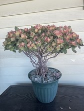 Bonsai Tree Aeonium Kiwi Tree