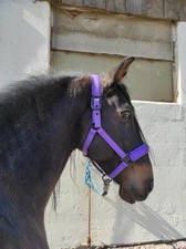 Eskadron Dynamic Purple Halfter Glitter Gr VB/V, Cob