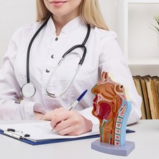 Anatomisches Modell der