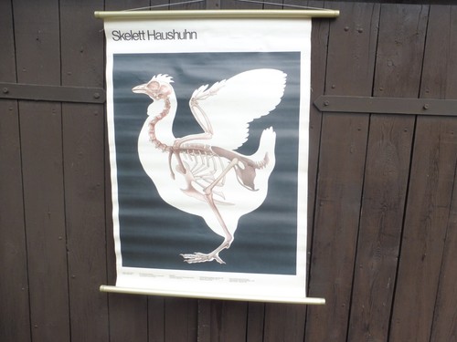 Alte rollkarte schulwandtafel - rollkarte,
