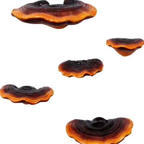 Mini reishi pilz wandregal set - mini,