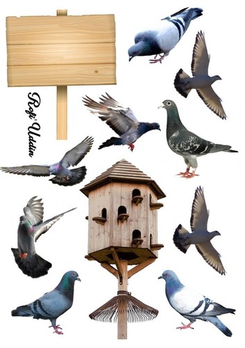 Taube vogel essbar - taube,