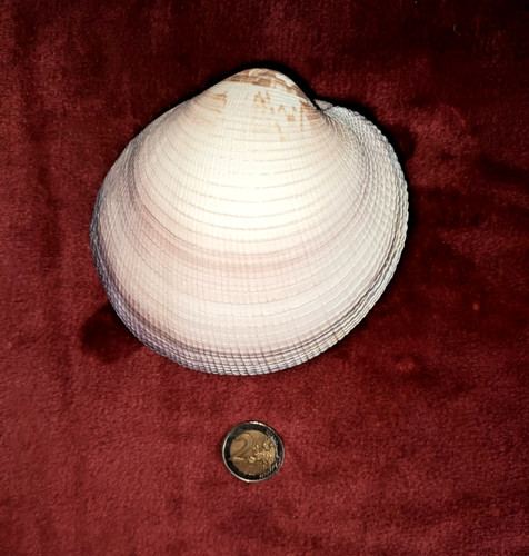 Venus maxima clam - venus,