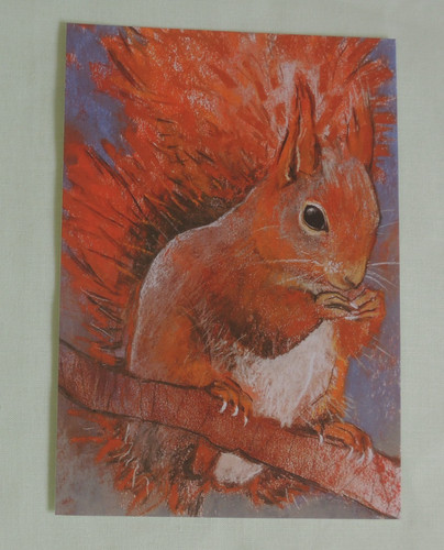 Postkarten eichhörnchen - 1x,