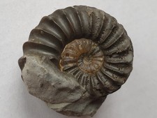 Herrliches Pleuroceras