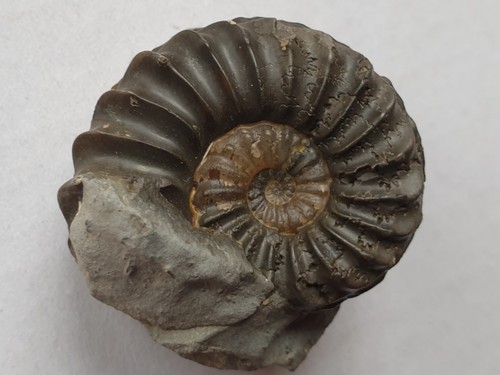 Herrliches pleuroceras - herrliches,