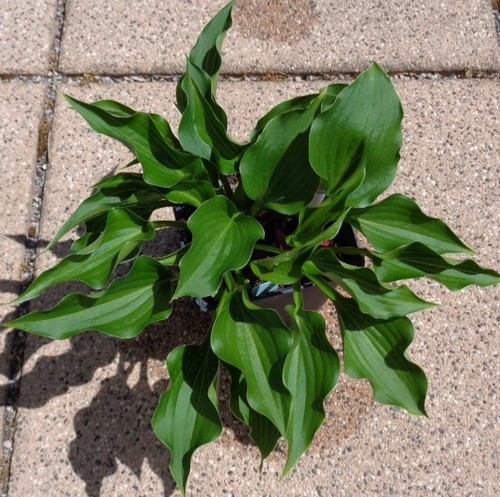 Kleine funkie hosta harry - funkie,