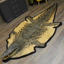 Krokodil Nilkrokodil Präparat Kopfpräparation Genehmigung zum Verkauf L 340 cm