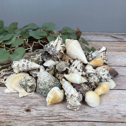 Muschelmix groß 1kg echte - 1kg,