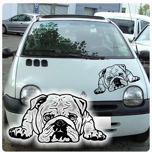 American bulldog bulldogge - american,
