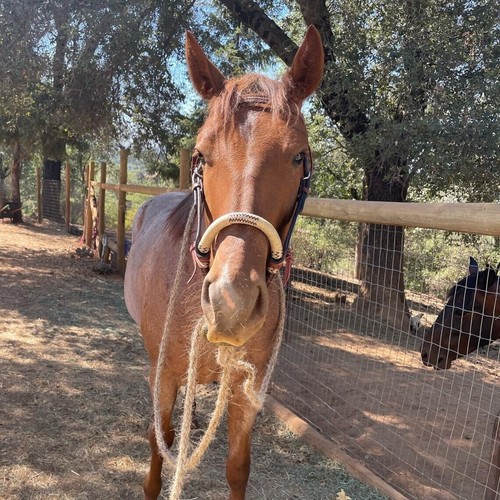 Horse bosal dark - bosal, chocolate
