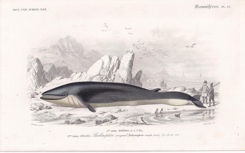 1861 rorqual whale - whale, druck