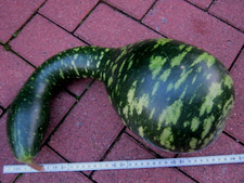 Flaschenkürbis samen