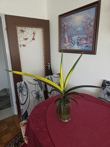 Bodenhanf sansevieria star - bodenhanf,