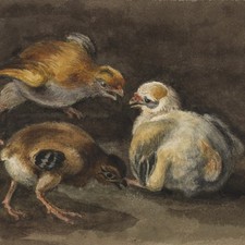 Hühnerküken Hühnerstudien