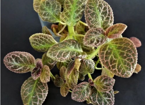 Episcia aloha mauna loa - episcia,