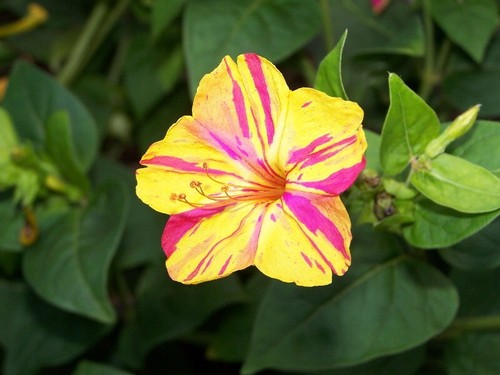 Mirabilis jalapa wunderblume - jalapa,