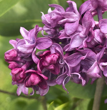 Flieder - Syringa `CHARLES