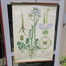 Lehrtafel wiesenschaumkraut - lehrtafel,