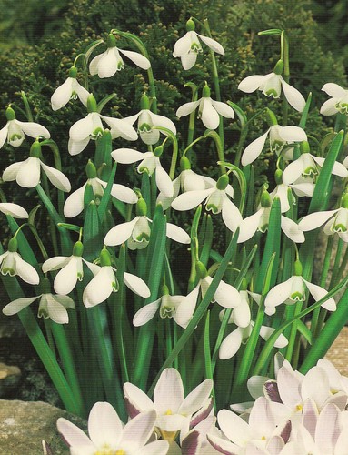 Schneeglöckchen galanthus - schneeglöckchen,