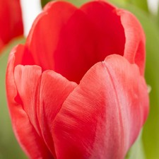 Tulpe rot, vorgetrieben