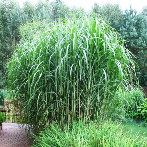 Ziergras hoch gartenpflanze - ziergras,