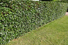  Rotbuchen 1st. 150-180cm Heckenpflanzen Super Sale % Fagus sylvatica Wurzelware