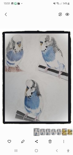 Bluey der wellensittich - der,