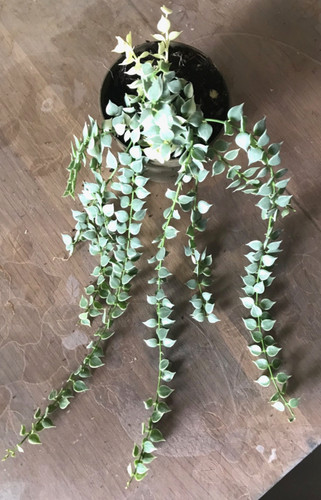 Dischidia ruscifolia variegata - ruscifolia,