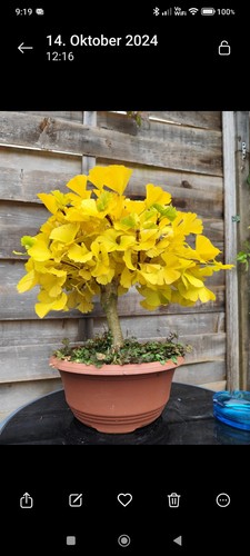Ginkgo bonsai - ginkgo,
