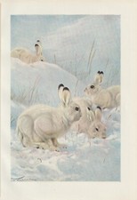 Schneehase (Lepus timidus) seltener Farbdruck von 1901 Wilhelm Kuhnert