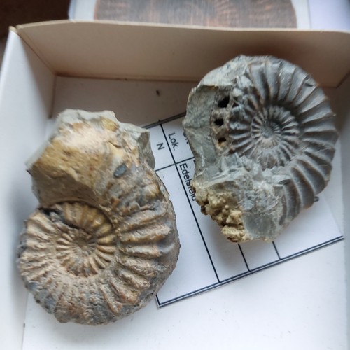 Ammonit pleuroceras sp - ammonit,,