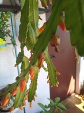 Rhipsalis, Monacantha-Ableger