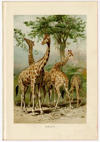 Giraffe giraffen afrika - giraffe,