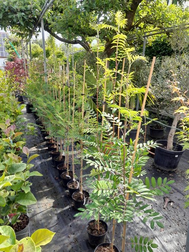 Sorbus aucuparia edulis - sorbus,