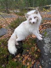 Softmount Fuchs Tierpräparat